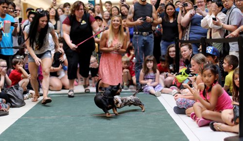 TREVOR HAGAN / WINNIPEG FREE PRESS
Wiener dog racing at Kildonan Place mall as part of National Hot Dog Day, Sunday, July 23, 2017.