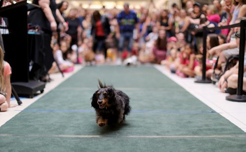 TREVOR HAGAN / WINNIPEG FREE PRESS
Wiener dog racing at Kildonan Place mall as part of National Hot Dog Day, Sunday, July 23, 2017.