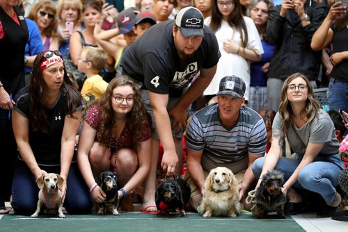 TREVOR HAGAN / WINNIPEG FREE PRESS
Wiener dog racing at Kildonan Place mall as part of National Hot Dog Day, Sunday, July 23, 2017.