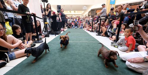 TREVOR HAGAN / WINNIPEG FREE PRESS
Wiener dog racing at Kildonan Place mall as part of National Hot Dog Day, Sunday, July 23, 2017.