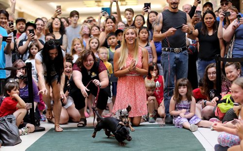 TREVOR HAGAN / WINNIPEG FREE PRESS
Wiener dog racing at Kildonan Place mall as part of National Hot Dog Day, Sunday, July 23, 2017.