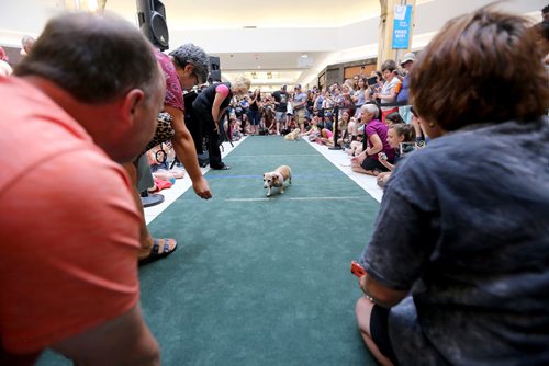 TREVOR HAGAN / WINNIPEG FREE PRESS
Wiener dog racing at Kildonan Place mall as part of National Hot Dog Day, Sunday, July 23, 2017.