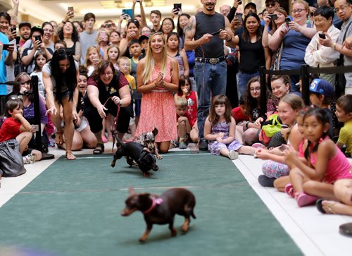 TREVOR HAGAN / WINNIPEG FREE PRESS
Wiener dog racing at Kildonan Place mall as part of National Hot Dog Day, Sunday, July 23, 2017.