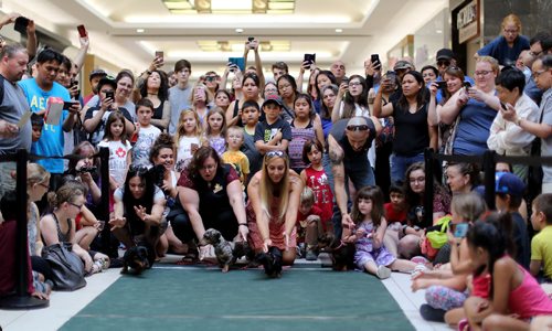 TREVOR HAGAN / WINNIPEG FREE PRESS
Wiener dog racing at Kildonan Place mall as part of National Hot Dog Day, Sunday, July 23, 2017.