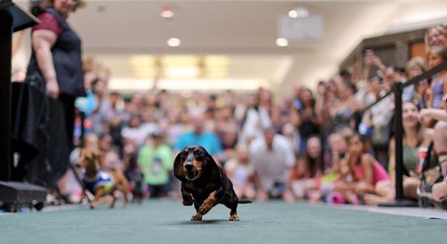 TREVOR HAGAN / WINNIPEG FREE PRESS
Wiener dog racing at Kildonan Place mall as part of National Hot Dog Day, Sunday, July 23, 2017.