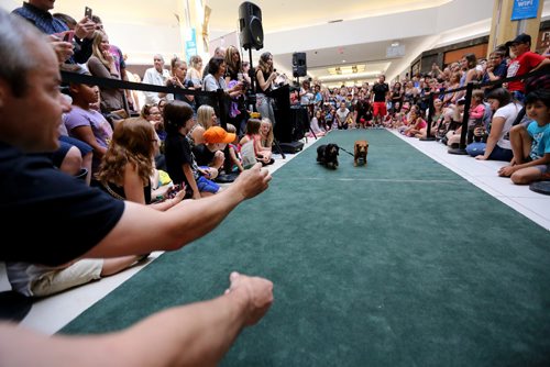 TREVOR HAGAN / WINNIPEG FREE PRESS
Wiener dog racing at Kildonan Place mall as part of National Hot Dog Day, Sunday, July 23, 2017.