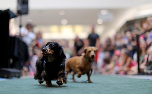 TREVOR HAGAN / WINNIPEG FREE PRESS
Wiener dog racing at Kildonan Place mall as part of National Hot Dog Day, Sunday, July 23, 2017.