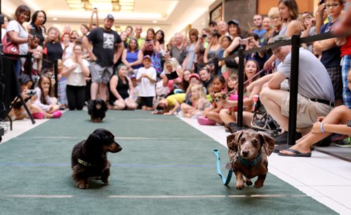 TREVOR HAGAN / WINNIPEG FREE PRESS
Wiener dog racing at Kildonan Place mall as part of National Hot Dog Day, Sunday, July 23, 2017.