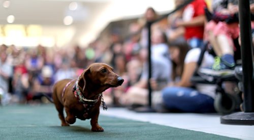 TREVOR HAGAN / WINNIPEG FREE PRESS
Wiener dog racing at Kildonan Place mall as part of National Hot Dog Day, Sunday, July 23, 2017.