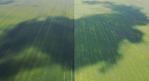 TREVOR HAGAN / WINNIPEG FREE PRESS 
Shadow of a cloud in a farmers fields north of Winnipeg, Sunday, July 23, 2017.