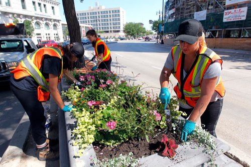 BORIS MINKEVICH / WINNIPEG FREE PRESS
From left, City of Winnipeg workers Emily Walkey,
Gabrielle Deveau and Annie Wowchuk tidy up some flower beds on Main Street near city hall. The three of them are in charge of all the flowers on main and portage ave downtown.  July 24, 2017