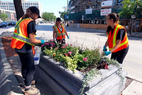 BORIS MINKEVICH / WINNIPEG FREE PRESS
From left, City of Winnipeg workers Emily Walkey, Annie Wowchuk, and Gabrielle Deveau tidy up some flower beds on Main Street near city hall. The three of them are in charge of all the flowers on main and portage ave downtown.  July 24, 2017
