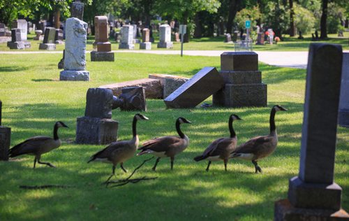 MIKE DEAL / WINNIPEG FREE PRESS
Several large grave stones lie on the ground in Brookside Cemetery since being vandalized this past May. Many of these stones can't be stood up, but need more structural work to keep them from falling over now that they have been broken from their bases.
170724 - Monday, July 24, 2017.