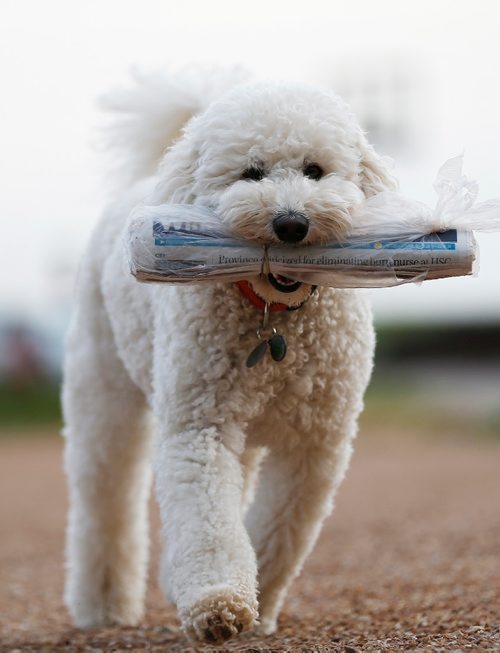 JOHN WOODS / WINNIPEG FREE PRESS
Every morning Murphy delivers the daily paper to Jennifer and Tim Dumore in Headingley Monday, July 24, 2017.