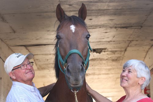 JOE BRYKSA / WINNIPEG FREE PRESSJudy Mustard and her husband Doug  5 year old mare named Shilohs Phil at Assiniboia Downs. -  July 27 , 2017 -( See Georges story)