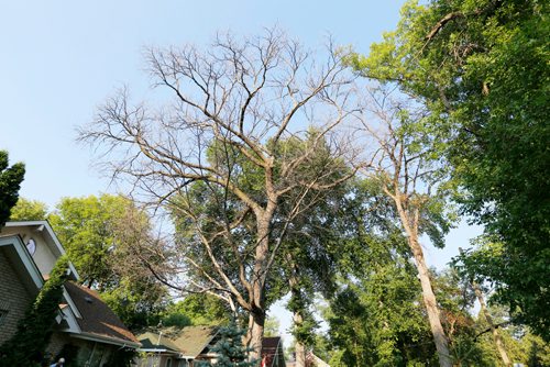 JUSTIN SAMANSKI-LANGILLE / WINNIPEG FREE PRESS
An infected Elm tree is seen Thursday in a South Winnipeg neighbourhood.
170727 - Thursday, July 27, 2017.