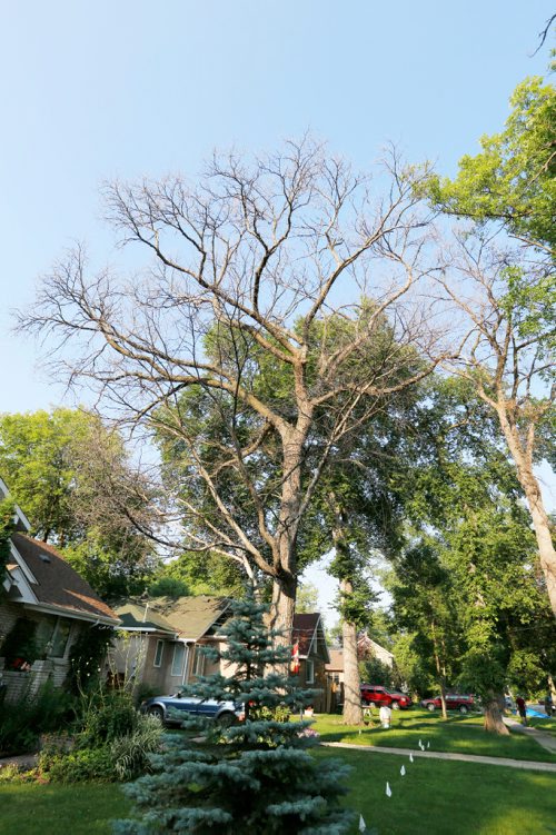 JUSTIN SAMANSKI-LANGILLE / WINNIPEG FREE PRESS
An infected Elm tree is seen Thursday in a South Winnipeg neighbourhood.
170727 - Thursday, July 27, 2017.