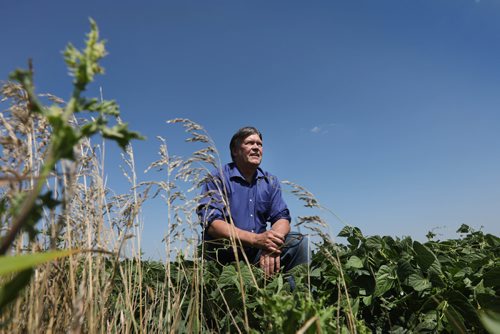 RUTH BONNEVILLE / WINNIPEG FREE PRESS

49.8 feature piece on exploring the Manitoba Museum's role in collecting and caring for a vast number of artifacts from around Manitoba, and how much of that comes from things in our backyards. 

Photo of Minister Ian Wishart in a field of beans near Portage la Prairie MB, that once stood a home that had a sign hand written in big letters on it saying - No Votes for Women, during the women's suffrage in the  early 1900's.  The parcel of land it stood on was very visible to people because it's situated right next to the old number one Hwy. The home was later moved to Wishart's family property and used as a out building and barn for years before it was torn down.  
 Some time ago, Minister Ian Wishart was renovating the old family barn on his property, when he discovered the sign and kept it just in case it had value.  In 2016 he contacted the Manitoba Museum and it was given to them.  They call it one of the most incrediblel artifacts in relation to women's suffrage  (a former chunk of sidin, 8x10 feet, on which a previous owner had painted NO VOTES FOR WOMEN, broadcasting his opposition to anyone driving by).  

See Melissa Martin story.  

  
July 28,, 2017