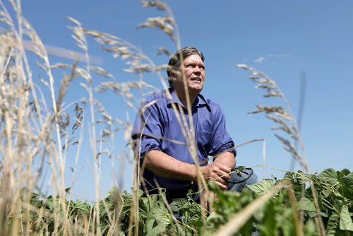 RUTH BONNEVILLE / WINNIPEG FREE PRESS

49.8 feature piece on exploring the Manitoba Museum's role in collecting and caring for a vast number of artifacts from around Manitoba, and how much of that comes from things in our backyards. 

Photo of Minister Ian Wishart in a field of beans near Portage la Prairie MB, that once stood a home that had a sign hand written in big letters on it saying - No Votes for Women, during the women's suffrage in the  early 1900's.  The parcel of land it stood on was very visible to people because it's situated right next to the old number one Hwy. The home was later moved to Wishart's family property and used as a out building and barn for years before it was torn down.  
 Some time ago, Minister Ian Wishart was renovating the old family barn on his property, when he discovered the sign and kept it just in case it had value.  In 2016 he contacted the Manitoba Museum and it was given to them.  They call it one of the most incrediblel artifacts in relation to women's suffrage  (a former chunk of sidin, 8x10 feet, on which a previous owner had painted NO VOTES FOR WOMEN, broadcasting his opposition to anyone driving by).  

See Melissa Martin story.  

  
July 28,, 2017