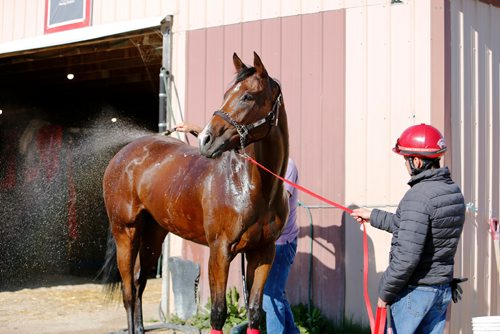 JUSTIN SAMANSKI-LANGILLE / WINNIPEG FREE PRESS
Jocky Adolfo Morales holds Escape Clause while she is being washed after a training session Thursday. Escape Clause could make history as one of the few fillies to compete and win in the Manitoba Derby.
170803 - Thursday, August 03, 2017.