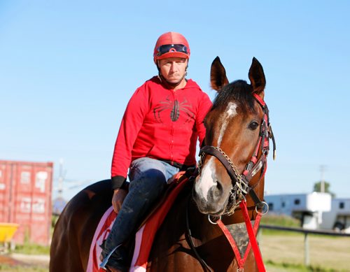 JUSTIN SAMANSKI-LANGILLE / WINNIPEG FREE PRESS
Training rider Clint Magera sits atop Escape Clause who could make history as one of the few fillies to compete and win in the Manitoba Derby.
170803 - Thursday, August 03, 2017.