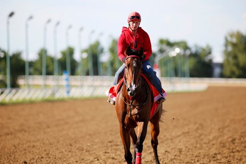 JUSTIN SAMANSKI-LANGILLE / WINNIPEG FREE PRESS
Training rider Clint Magera rides Escape Clause on a training lap Thursday. Escape Clause could make history as one of the few fillies to compete and win in the Manitoba Derby.
170803 - Thursday, August 03, 2017.