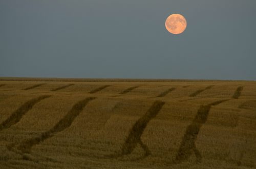 Brandon Sun A harvest moon rises over a recently combined field north of the city on Tuesday evening. FOR C1 HOLD (Bruce Bumstead/Brandon Sun)
