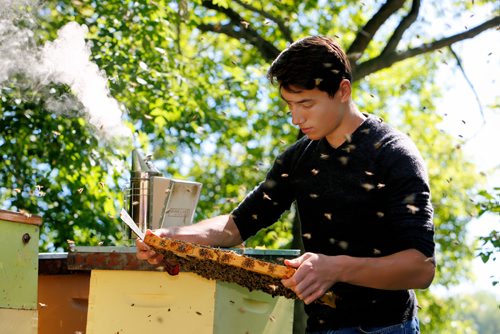 JUSTIN SAMANSKI-LANGILLE / WINNIPEG FREE PRESS
Lucas Smith inspects a honeycomb rack after removing it from the beehive. Beekeepers look for signs of hive health and activity as well as looking for racks completely full of honey and ready for harvest. 
170810 - Thursday, August 10, 2017.