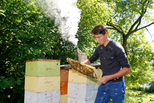 JUSTIN SAMANSKI-LANGILLE / WINNIPEG FREE PRESS
Lucas Smith inspects a honeycomb rack after removing it from the beehive. Beekeepers look for signs of hive health and activity as well as looking for racks completely full of honey and ready for harvest. 
170810 - Thursday, August 10, 2017.