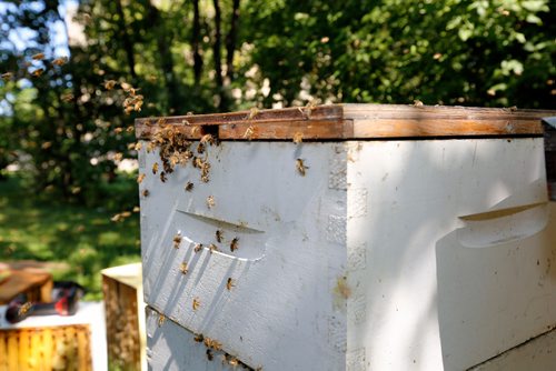 JUSTIN SAMANSKI-LANGILLE / WINNIPEG FREE PRESS
Bees enter and exit a hive from small holes throughout the boxes, as well as a large slot on the bottom of the towers.
170810 - Thursday, August 10, 2017.