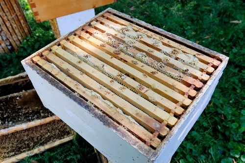 JUSTIN SAMANSKI-LANGILLE / WINNIPEG FREE PRESS
the racks inside a beehive are seen before they have been removed for inspection Thursday on the grounds of the Marymound School.
170810 - Thursday, August 10, 2017.