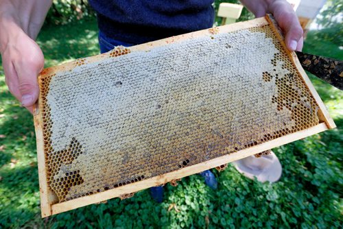 JUSTIN SAMANSKI-LANGILLE / WINNIPEG FREE PRESS
A completely full honeycomb rack is seen after bing removed from the beehive. Racks this full can weigh over 10 pounds.
170810 - Thursday, August 10, 2017.