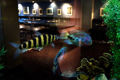 WAYNE GLOWACKI / WINNIPEG FREE PRESS

Sunday Special/This City..  Fish glide through the 280 gal. fresh water aquarium in the La Scala restaurant. David Sanderson story.  August 16 201