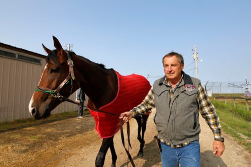 JUSTIN SAMANSKI-LANGILLE / WINNIPEG FREE PRESS
Trainer Don Schnell walks racehorse Escape Clause alongside the stables at Assiniboia Downs Thursday.
170824 - Thursday, August 24, 2017.