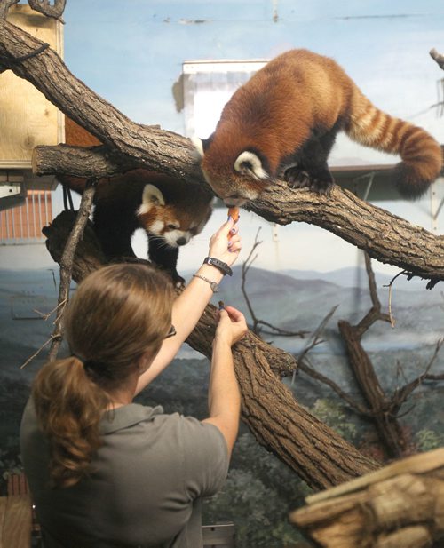 JOE BRYKSA / WINNIPEG FREE PRESSZookeeper Johanna Soto with red pandas at Assiniboine Park Zoo- Aug 24, 2017 -( See Jens park story)