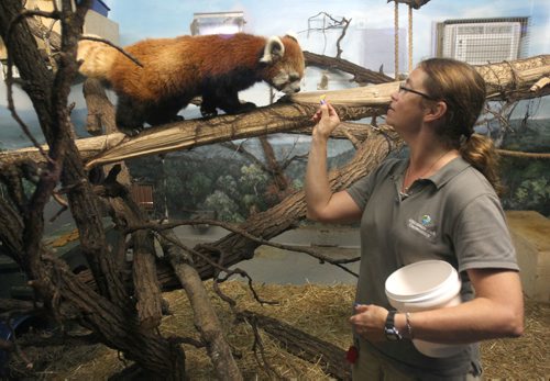 JOE BRYKSA / WINNIPEG FREE PRESSZookeeper Johanna Soto with female red panda named Sachi at Assiniboine Park Zoo- Aug 24, 2017 -( See Jens park story)
