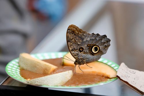 JUSTIN SAMANSKI-LANGILLE / WINNIPEG FREE PRESS
A Forest Giant Owl Butterfly feeds on melon and a specially blended smoothie Saturday in the Butterfly Gardens at the Assiniboine Park Zoo. The Zoo is holding a Butterfly Safari weekend where guests can enjoy a special feeding experience with a butterfly expert.
170826 - Saturday, August 26, 2017.