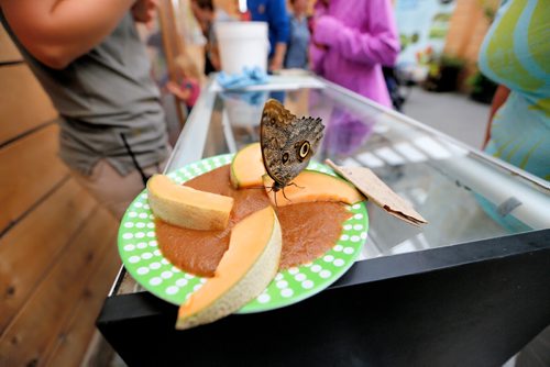 JUSTIN SAMANSKI-LANGILLE / WINNIPEG FREE PRESS
A Forest Giant Owl Butterfly feeds on melon and a specially blended smoothie Saturday in the Butterfly Gardens at the Assiniboine Park Zoo. The Zoo is holding a Butterfly Safari weekend where guests can enjoy a special feeding experience with a butterfly expert.
170826 - Saturday, August 26, 2017.