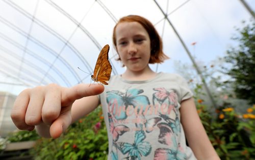 TREVOR HAGAN / WINNIPEG FREE PRESS
Lily Lagiewka, 10, holding a Julia Butterfly in the Shirley Richardson Butterfly Garden at the Assiniboine Park Zoo during the Butterfly Safari Weekend, Sunday, August 27, 2017.