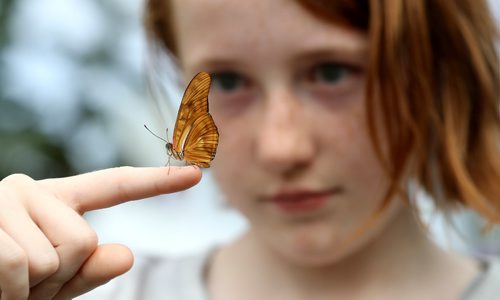 TREVOR HAGAN / WINNIPEG FREE PRESS
Lily Lagiewka, 10, holding a Julia Butterfly in the Shirley Richardson Butterfly Garden at the Assiniboine Park Zoo during the Butterfly Safari Weekend, Sunday, August 27, 2017.
