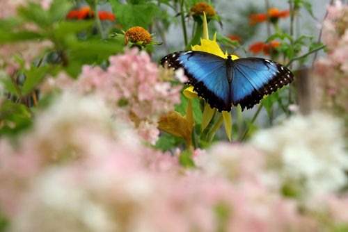 TREVOR HAGAN / WINNIPEG FREE PRESS
A blue morpho butterfly in the Shirley Richardson Butterfly Garden at the Assiniboine Park Zoo during the Butterfly Safari Weekend, Sunday, August 27, 2017.