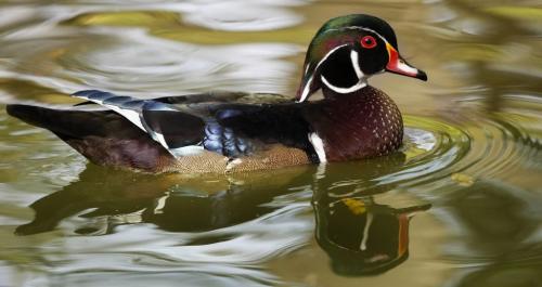 JOE BRYKSA/WINNIPEG FREE PRESS Local-(Standup photo)- A wood duck swims through the water with fall refections in Kildonan Park Thursday afternoon.