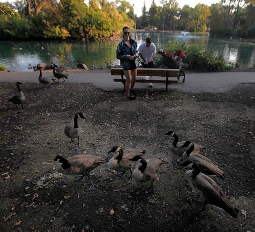 PHIL HOSSACK / WINNIPEG FREE PRESS  - Summer to remember - Ally Hanton tosses treats to Canada Geese at St Vital Park Tuesday evening as she and Michael Gilby and their little one "Halo" enjoy a late August evening.. See story. - August 29, 2017