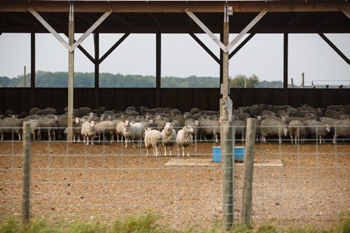 MIKE DEAL / WINNIPEG FREE PRESS
Long-time sheep farmer Pat Smith is taking sheep farming to a whole new level in Canada. Partnering with a company from New Zealand his operation south of Steinbach has already grown to be the largest in North America, and they are looking to double their capacity in five years.
170831 - Thursday, August 31, 2017.