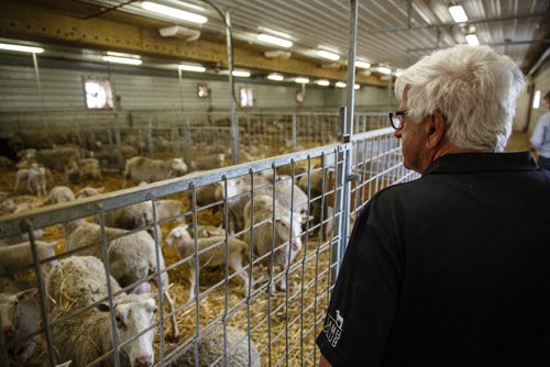 MIKE DEAL / WINNIPEG FREE PRESS
Long-time sheep farmer Pat Smith is taking sheep farming to a whole new level in Canada. Partnering with a company from New Zealand his operation south of Steinbach has already grown to be the largest in North America, and they are looking to double their capacity in five years.
170831 - Thursday, August 31, 2017.