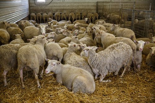 MIKE DEAL / WINNIPEG FREE PRESS
Long-time sheep farmer Pat Smith is taking sheep farming to a whole new level in Canada. Partnering with a company from New Zealand his operation south of Steinbach has already grown to be the largest in North America, and they are looking to double their capacity in five years.
170831 - Thursday, August 31, 2017.