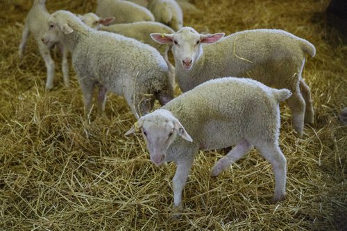 MIKE DEAL / WINNIPEG FREE PRESS
Long-time sheep farmer Pat Smith is taking sheep farming to a whole new level in Canada. Partnering with a company from New Zealand his operation south of Steinbach has already grown to be the largest in North America, and they are looking to double their capacity in five years.
170831 - Thursday, August 31, 2017.