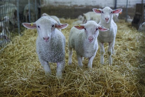 MIKE DEAL / WINNIPEG FREE PRESS
Long-time sheep farmer Pat Smith is taking sheep farming to a whole new level in Canada. Partnering with a company from New Zealand his operation south of Steinbach has already grown to be the largest in North America, and they are looking to double their capacity in five years.
170831 - Thursday, August 31, 2017.