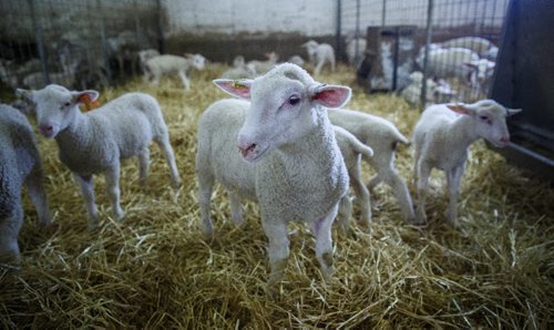 MIKE DEAL / WINNIPEG FREE PRESS
Long-time sheep farmer Pat Smith is taking sheep farming to a whole new level in Canada. Partnering with a company from New Zealand his operation south of Steinbach has already grown to be the largest in North America, and they are looking to double their capacity in five years.
170831 - Thursday, August 31, 2017.