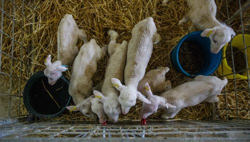 MIKE DEAL / WINNIPEG FREE PRESS
Long-time sheep farmer Pat Smith is taking sheep farming to a whole new level in Canada. Partnering with a company from New Zealand his operation south of Steinbach has already grown to be the largest in North America, and they are looking to double their capacity in five years.
170831 - Thursday, August 31, 2017.